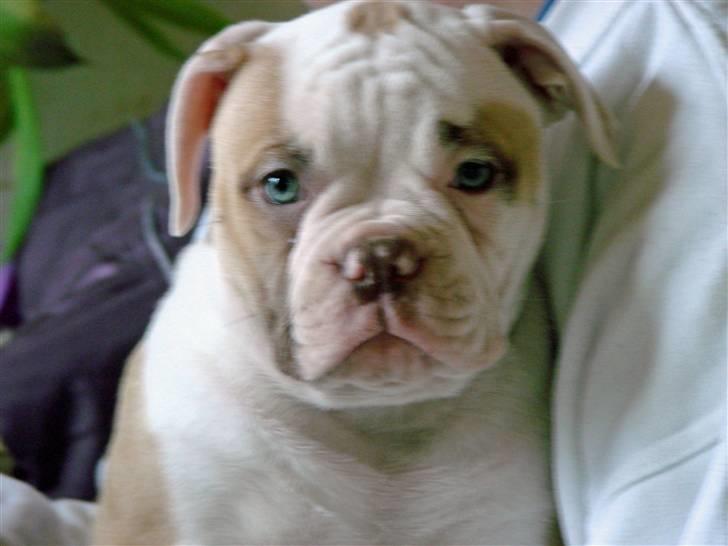 Amerikansk bulldog Sweet Little Alba(Rest in peace) billede 14