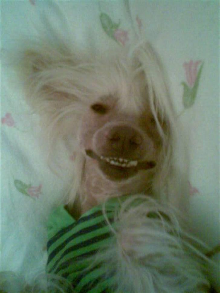 Chinese crested hårløs Aboo  billede 3