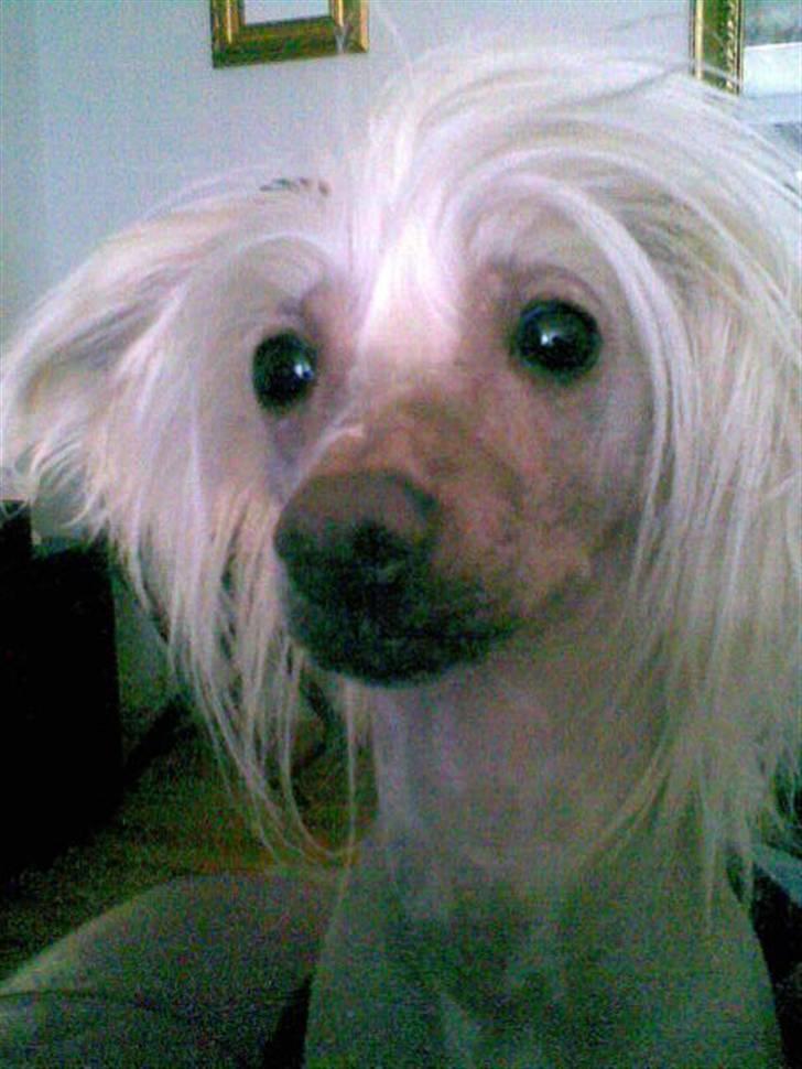 Chinese crested hårløs Aboo  billede 4