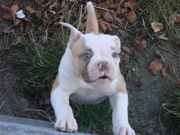 Amerikansk bulldog Sweet Little Alba(Rest in peace) billede 15