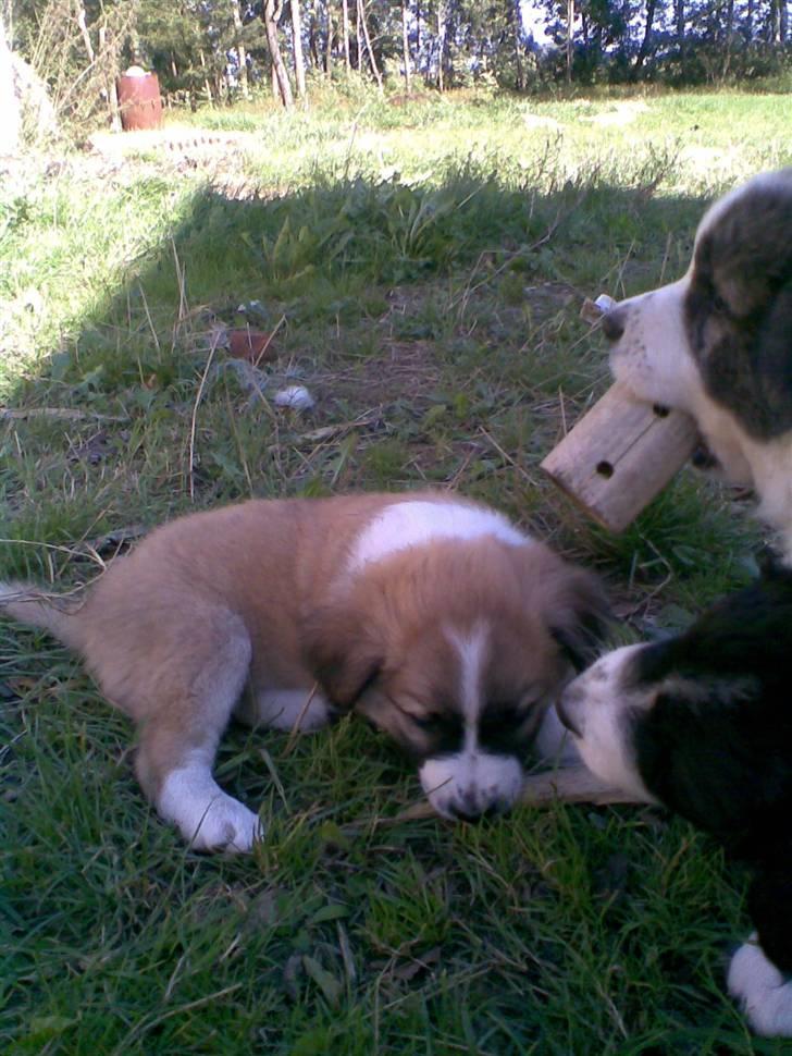 Blanding af racer Kira Cooper *R.I.P* - øv min snude er væk men min søster ligner en st. bernerts hund billede 12