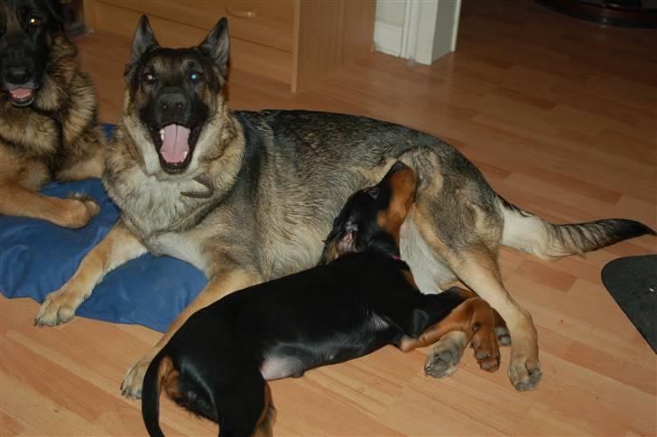 Gordon setter Wøkk´s A.Lajka - Det er hårdt og være ude og lege... billede 15