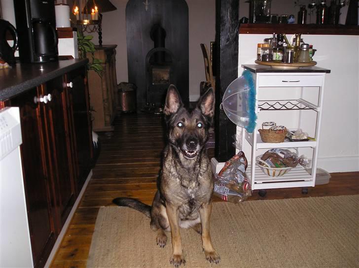 Schæferhund Flair R.I.P - hun er rigtig glad i dag billede 1