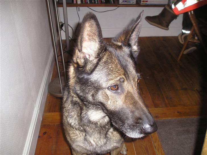 Schæferhund Flair R.I.P - hun kigger lige ned for en sikkerhedskyld billede 2