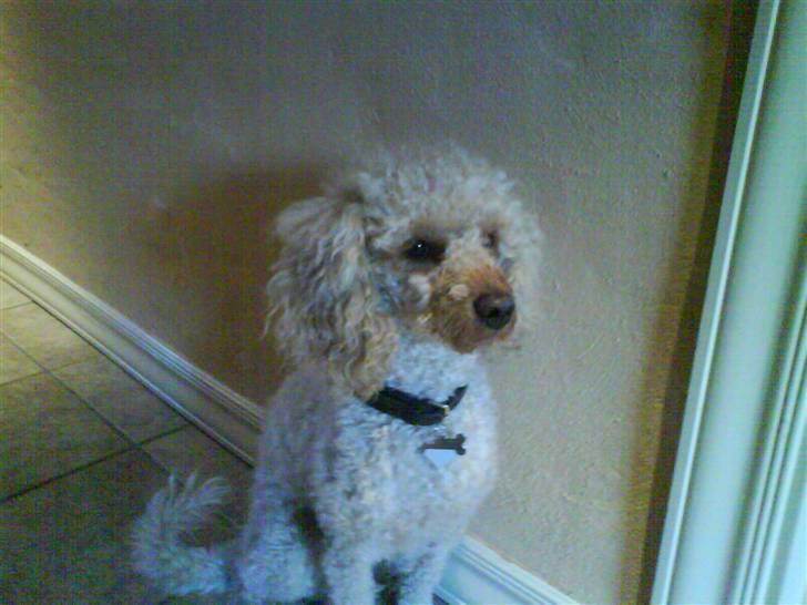 Mellempuddel Pluto billede 5