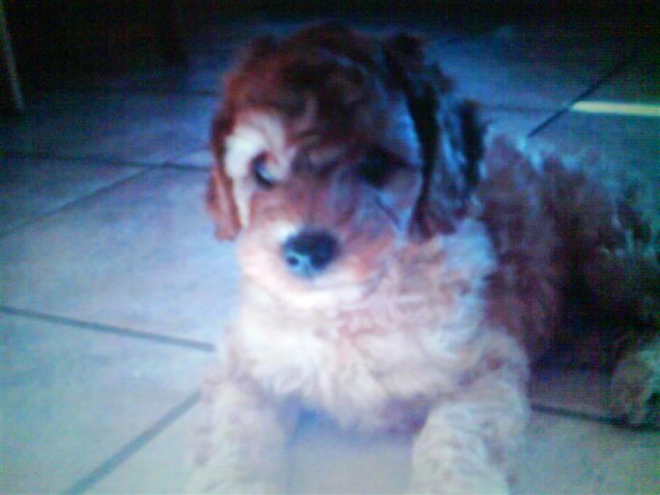 Mellempuddel Pluto - Pluto som hvalp.. billede 6