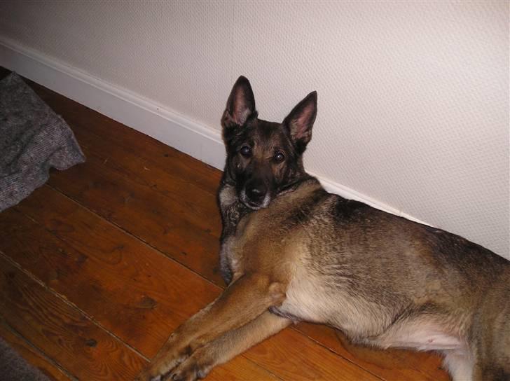 Schæferhund Flair R.I.P - hun kigger lige op da jeg tog billedet  billede 3