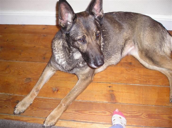 Schæferhund Flair R.I.P - hun kan ikke lige fødder men sko vil hun gerne havde:)  billede 4