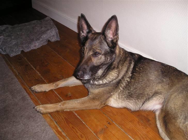 Schæferhund Flair R.I.P - hun har jagtede katten hele dagen så nu er hun træt billede 5