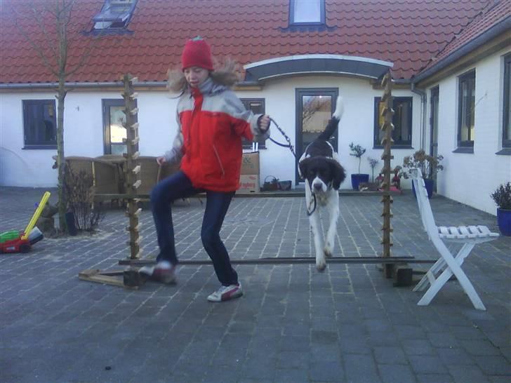 Drentsche patrijshond molly billede 18