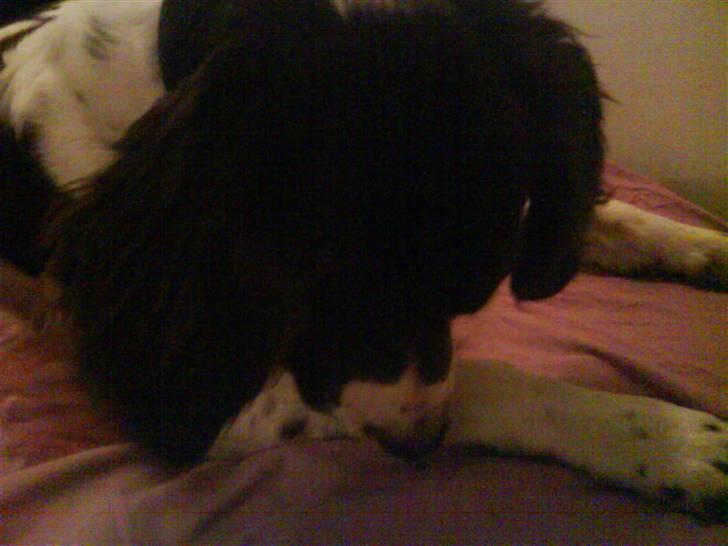 Drentsche patrijshond molly billede 19