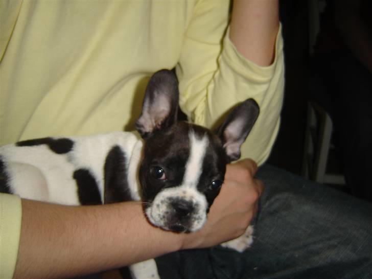 Fransk bulldog Bertha billede 9