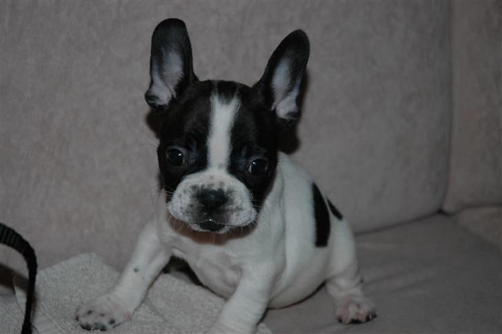 Fransk bulldog Bertha - Den dag jeg kom hjem.... billede 10