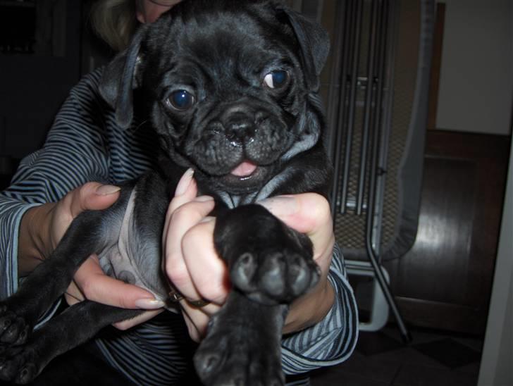 Mops Carlo billede 3