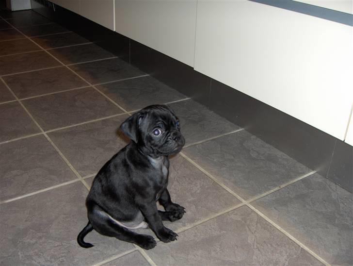 Mops Carlo billede 4