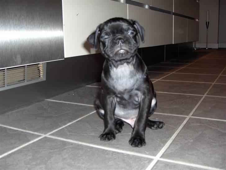 Mops Carlo billede 5