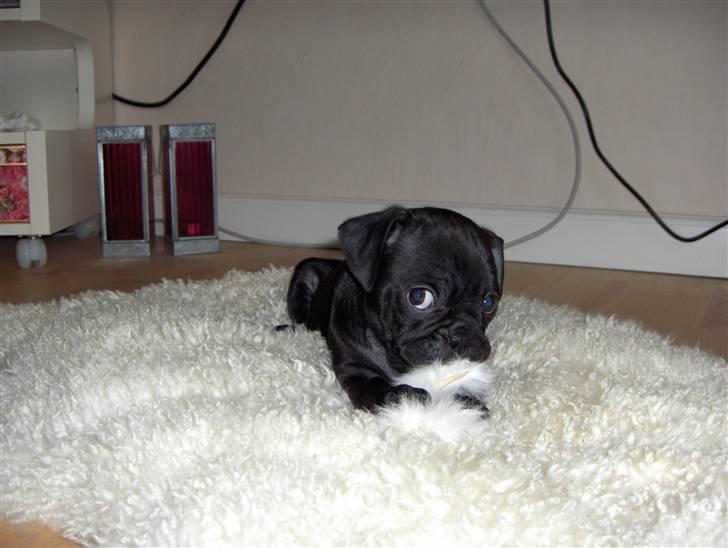 Mops Carlo billede 6