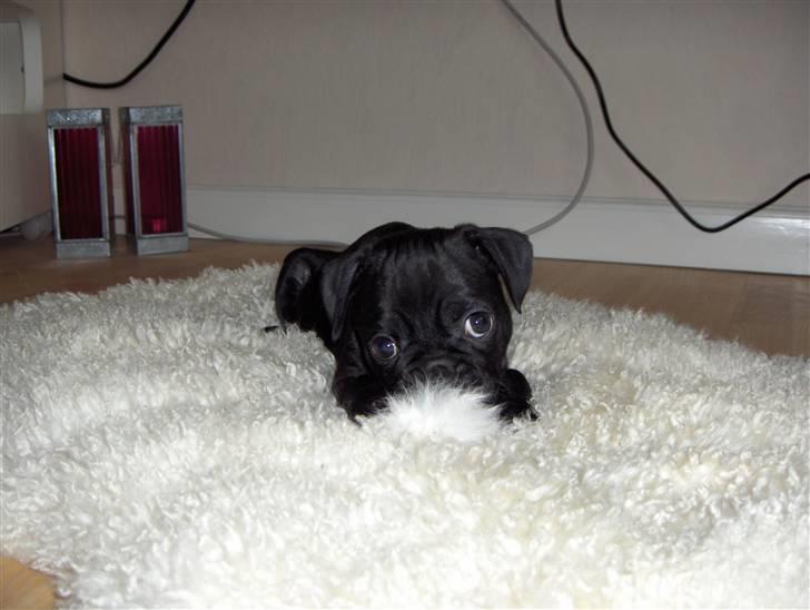 Mops Carlo billede 7