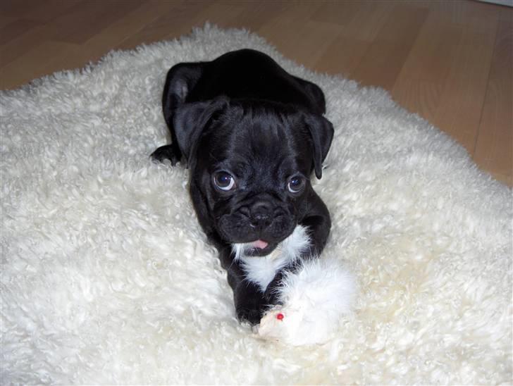 Mops Carlo billede 8