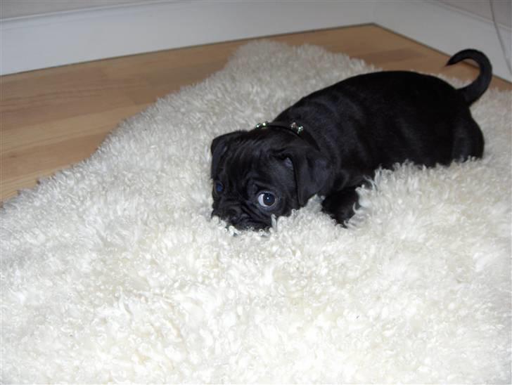 Mops Carlo billede 9