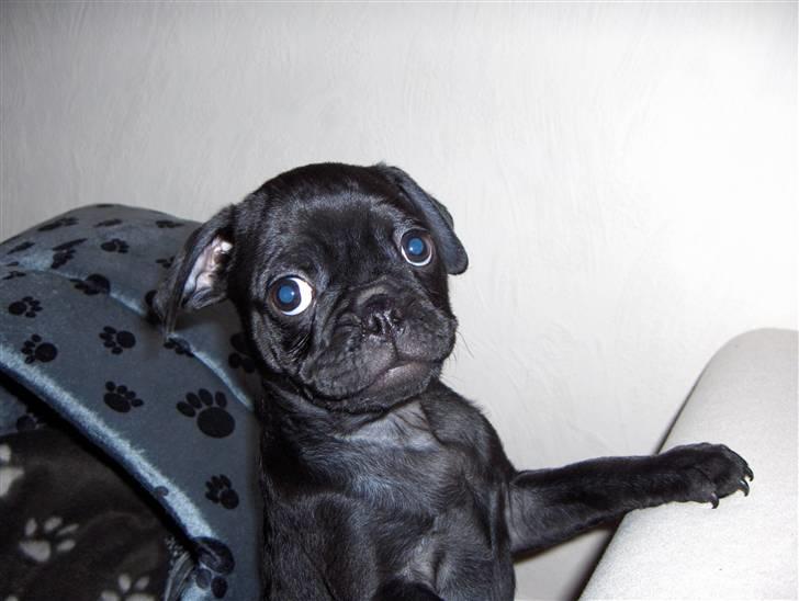 Mops Carlo billede 10