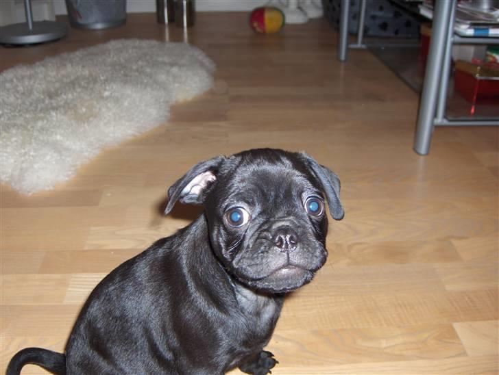 Mops Carlo billede 11