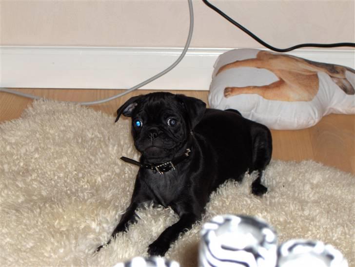 Mops Carlo billede 12