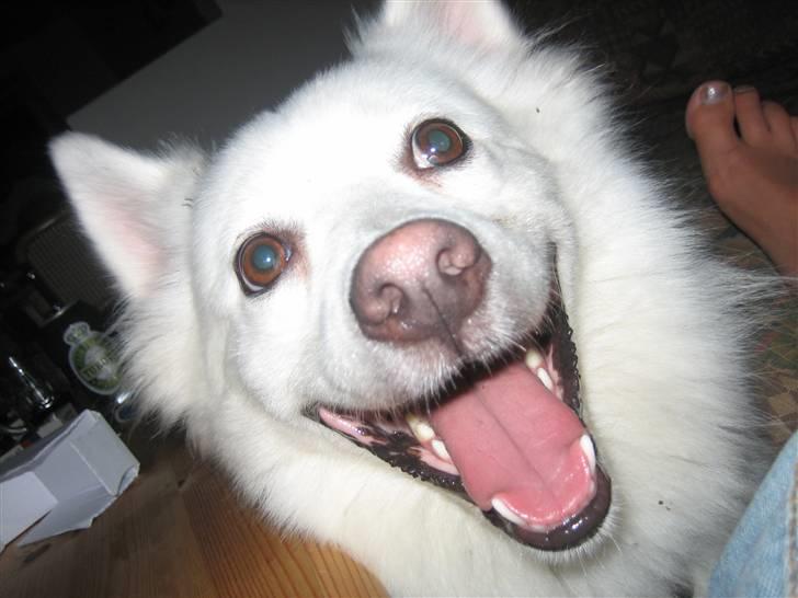 Dansk Spids Oliver billede 9