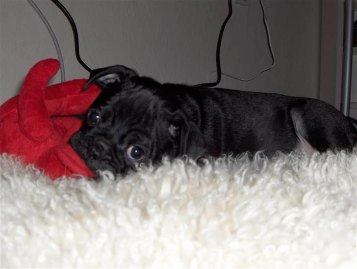 Mops Carlo billede 13