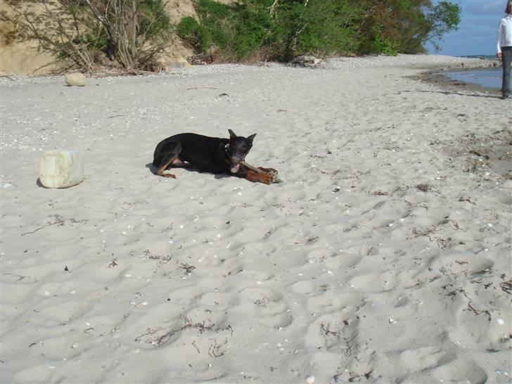 Dobermann Dalí - Stadig meget lille  billede 7
