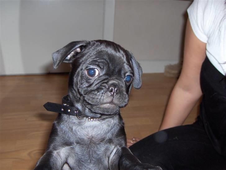 Mops Carlo billede 14