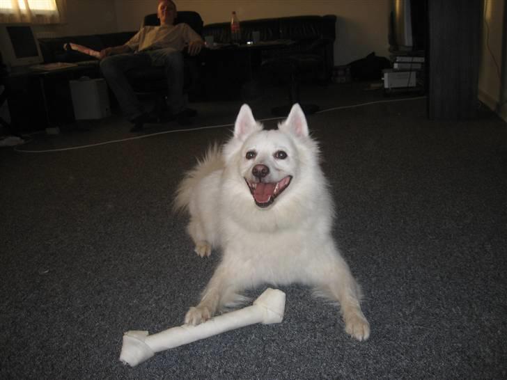 Dansk Spids Oliver billede 10