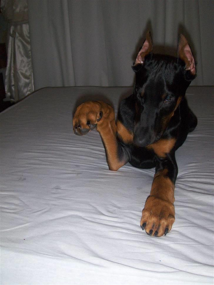 Dobermann Dalí - Lille og fræk billede 8