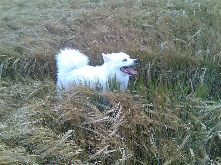 Dansk Spids Oliver billede 11