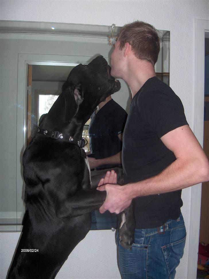 Grand danois ## RICCO ## - Lige en mysser til onkel Heino..... billede 17