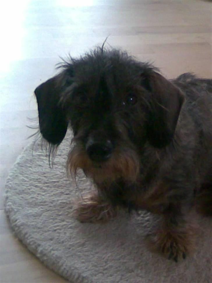 Gravhund Petra  † 09-04-2010  † - Velkommen til Petra´s profil . fik lige fanget den lille skønhed i vores have <33 billede 1