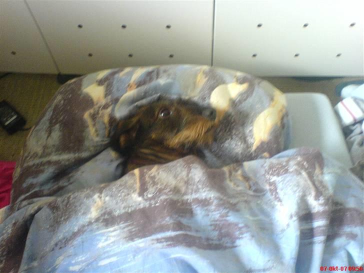 Gravhund Petra  † 09-04-2010  † - Så har hun sku nakket dynen ! Gør hun når der er mulighed for det <33 billede 2