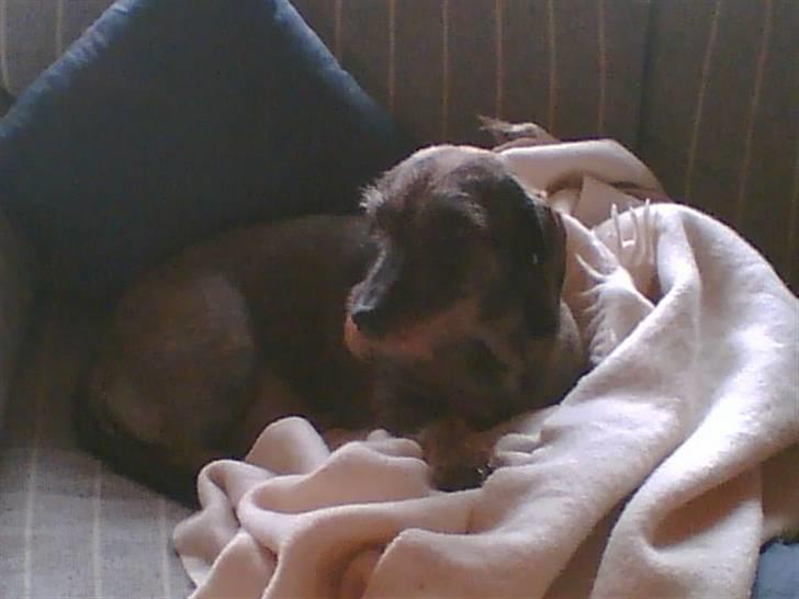 Gravhund Petra  † 09-04-2010  † - Hun ligger så fint på det billede <3 tror faktisk hun næsten lige er blevet trimmet :) billede 3