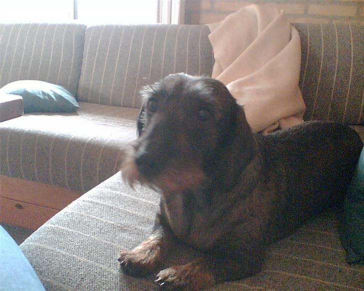 Gravhund Petra  † 09-04-2010  † - Smiiiiil min pige ;)  billede 4