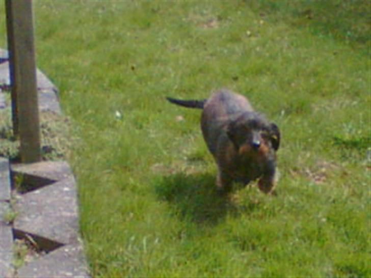 Gravhund Petra  † 09-04-2010  † - Jeg kommer nu !! se jeg løber alt hvad jeg kan :) billede 5