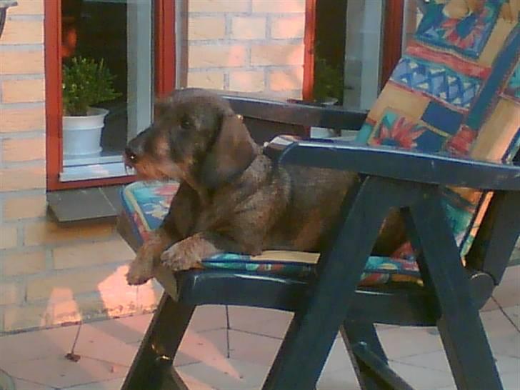 Gravhund Petra  † 09-04-2010  † - hih jeg fik stolen først ;p   en lækker lille guf som hun ligger der <3 billede 6