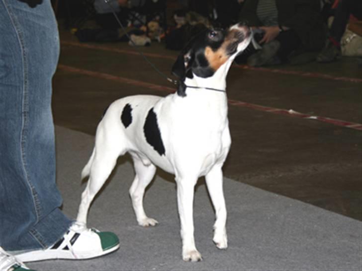Dansk svensk gaardhund Corvette-Big-Mag billede 14