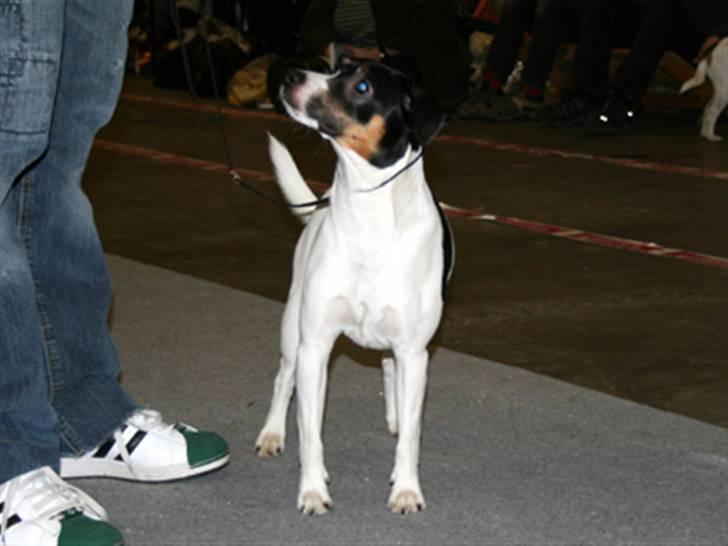 Dansk svensk gaardhund Corvette-Big-Mag billede 15