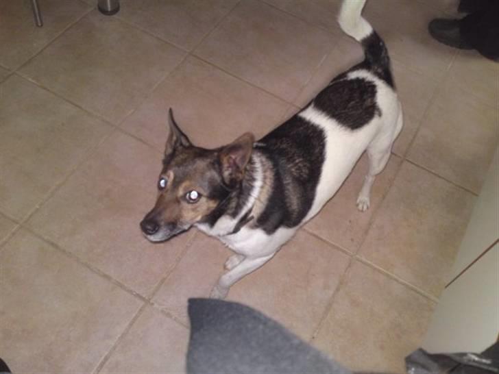 Blanding af racer nuser - Se så fin jeg er.. billede 1