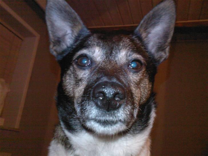 Blanding af racer nuser - bare mig billede 2