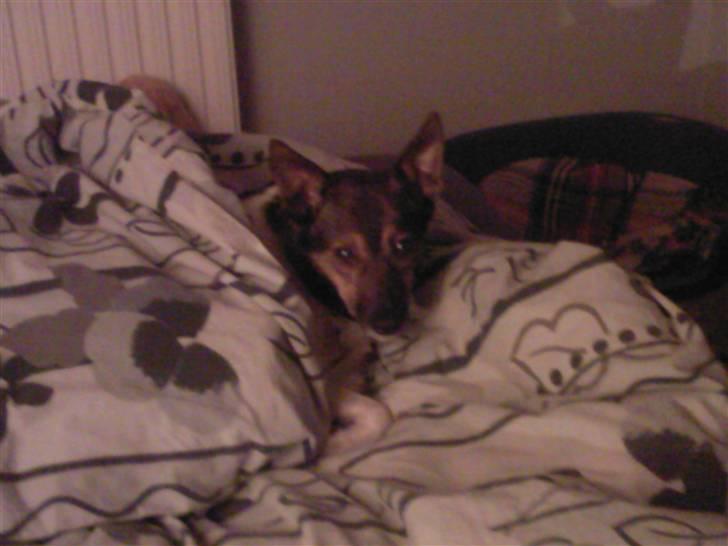 Blanding af racer nuser - Her har jeg stjålet far's seng, han plejer ikke opdage det... tror jeg billede 3