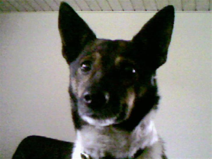 Blanding af racer nuser - lege syg billede 4