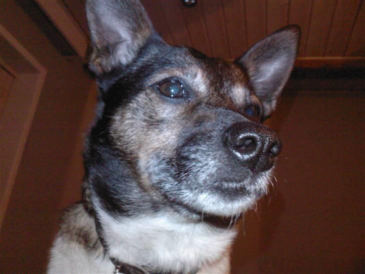 Blanding af racer nuser billede 5