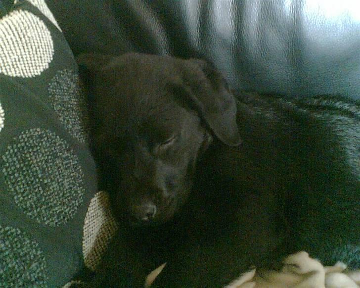 Labrador retriever Simba billede 4