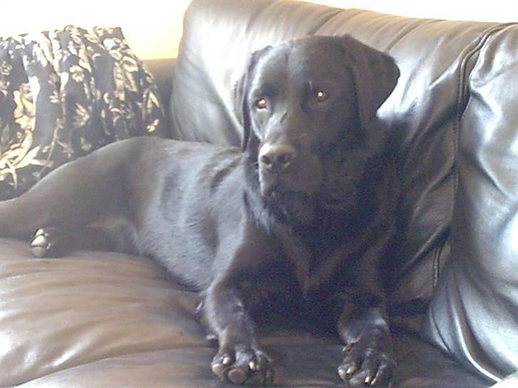 Labrador retriever Simba billede 5